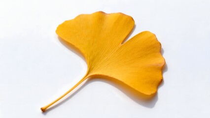 Naklejka premium Single yellow ginkgo leaf