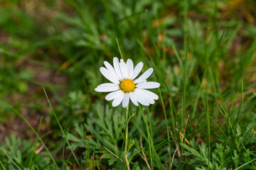 Close-up photo of white Siberian chrysanthemum flowers (Chrysanthemum zawadskii) blooming in autumn