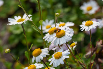 Close-up photo of white Siberian chrysanthemum flowers (Chrysanthemum zawadskii) blooming in autumn