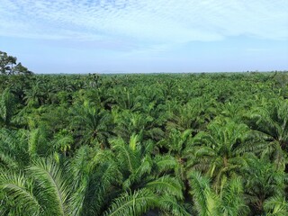 Palm oil in the morning is used to make cooking oil