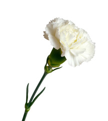 White Carnation Flower Isolated on Background
