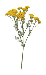 Yellow Tansy Plant on White Background