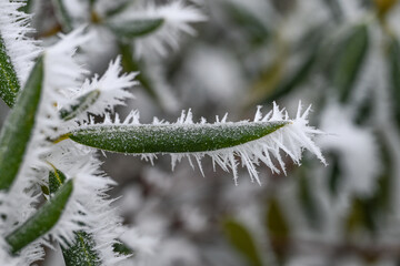 neige froid hiver Belgique Ardennes