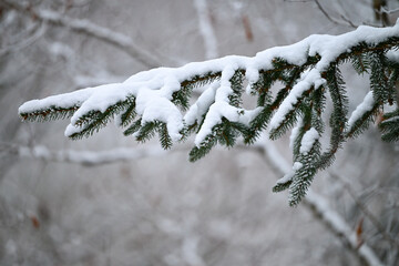 sapin neige froid hiver Belgique Ardennes