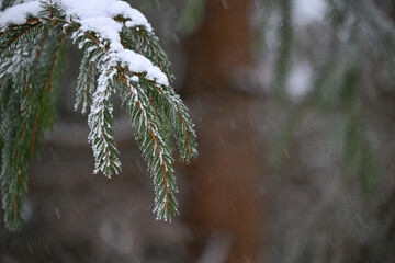 sapin neige froid hiver Belgique Ardennes