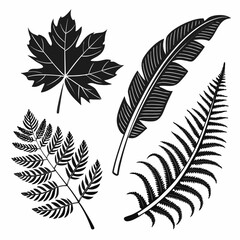 Obraz premium Black and white leaf and feather illustrations