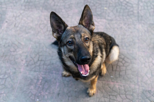 German Shepherds show love through