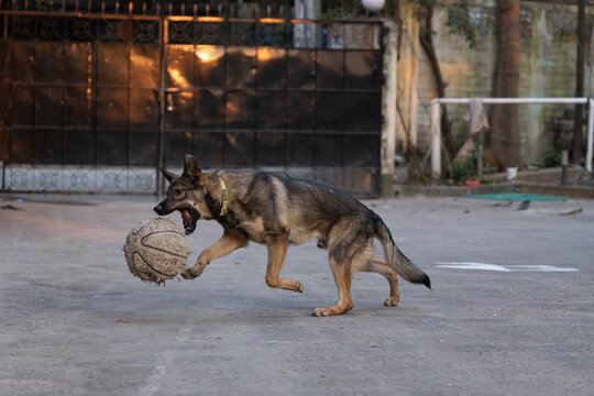 German Shepherds show love through