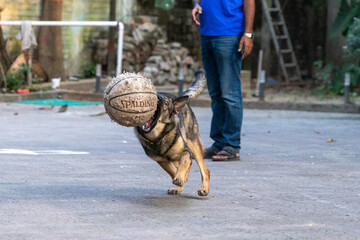 German Shepherds show love through