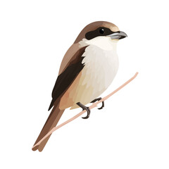 Fototapeta premium Shrike in a clean 2D flat vector icon style, minimal and simple, set on a plain white background.