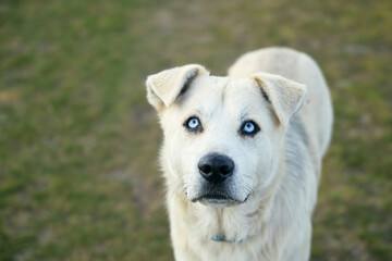A mixed breed dog with striking eyes gazes upward in an open field. The angle emphasizes the...
