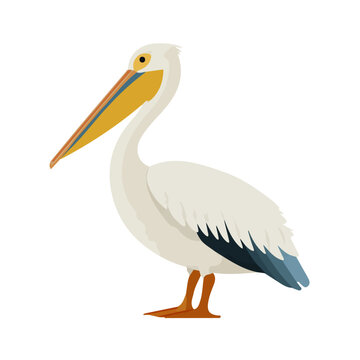 Pelican, modern 2D flat vector illustration in icon style, isolated on pure white background.