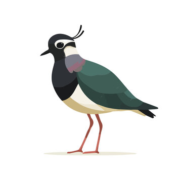 Lapwing illustrated in a clean 2D flat vector style, minimal and modern, isolated on a white background.