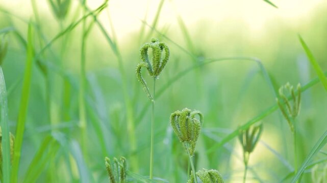 Finger Millet