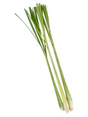 Fototapeta premium Fresh herbal lemongrass plant with long leaves isolated on white background.