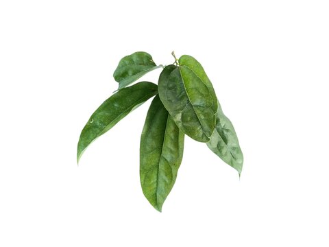 Fresh Tiliacora triandra leaves or Yanang leaves on white background.