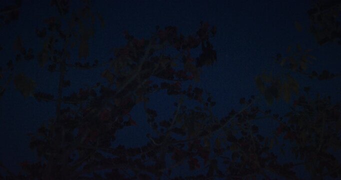 Dark Treescape with Complex Branching at Night