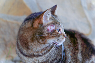 Tabby cat with an apparent skin lesion and hair loss above its eye, showing symptoms of a dermatological condition