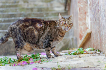 tabby cat with lesions on its body caused by skin cancer, squamous cell carcinoma