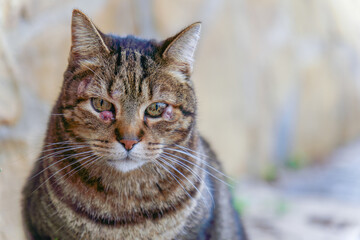 Close-up of a stray tabby cat with visible eye infections, reflecting abandonment and the need for care