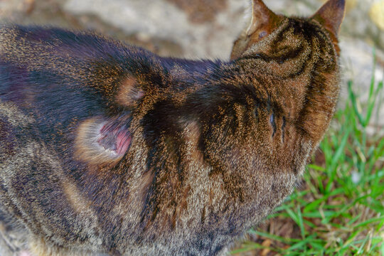 Tabby cat showing hair loss and a visible skin lesion on its back, indicating dermatitis, injury, or skin cancer