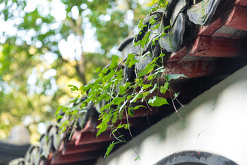 Ivy-Covered Traditional Chinese Architecture with Red Eaves