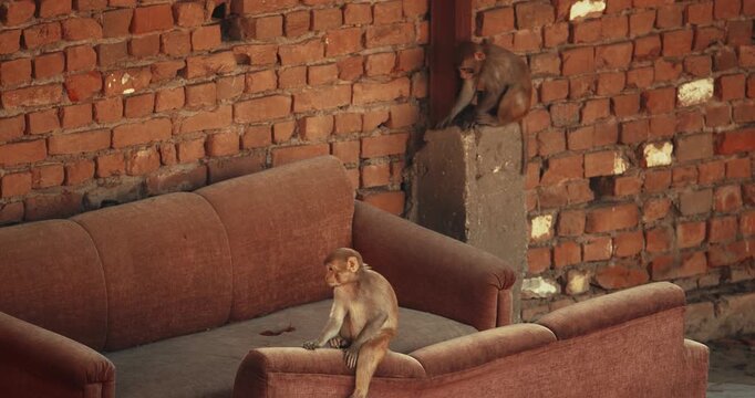 Agra, Uttar Pradesh, India. Little Young Monkey Sit And Jump On Old Sofa In Slow Motion. Animal Life In Urban Environment. Animals Live Next To People. Bonnet Macaque - Macaca Radiata Or Zati. Indian