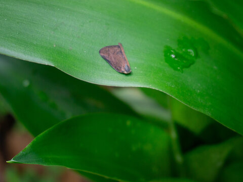 A small, brown, triangular moth-like insect, possibly a planthopper in the family Flatidae, rests inconspicuously on a vibrant green leaf, contrasting with the glossy, wet surface.