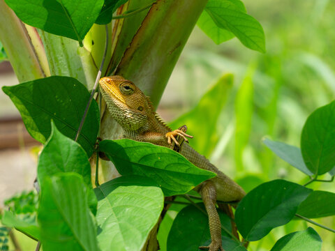 A vibrant Oriental Garden Lizard ($Calotes$ $versicolor$) perches on a plant stem, blending with the lush tropical foliage, its scales catching the sunlight.