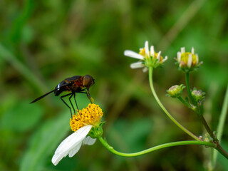 A Stiletto Fly, likely Acatemyia elegantula, with iridescent blue wings rests upon a vibrant white...