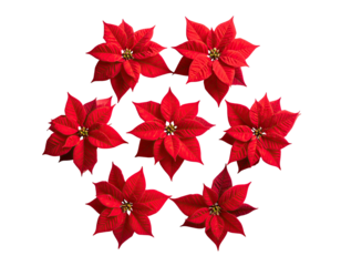 Poinsettias form a circle against a black background