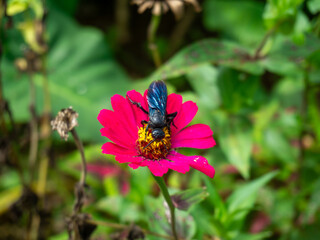 Fototapete bei efototapeten.de bestellen   