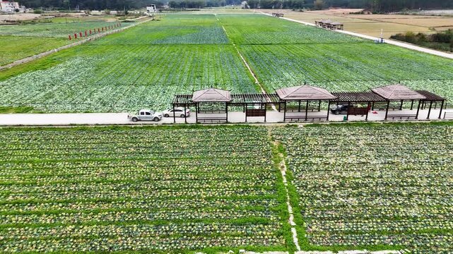Rows of Cabbage in Rural Guangxi, Vegetable Plantation from Above