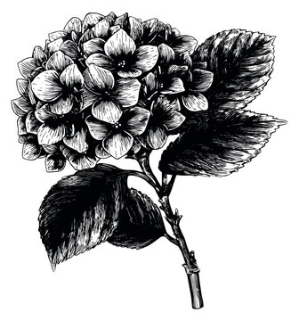 Hand drawn line art illustration of a hydrangea flower depicting its detailed bloom for botanical designs