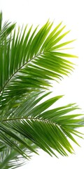 Obraz premium Close-up of vibrant green palm fronds on white background