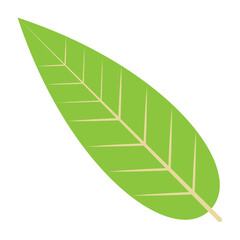 Vector graphic icon for Leaf