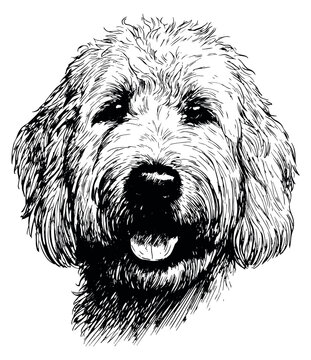 Hand drawn illustration of a Goldendoodle dog depicting a happy expression for pet themed designs