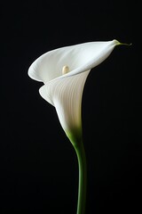 Elegant Calla Lily in Bloom: A pristine white calla lily stands tall against a deep, dark backdrop, its delicate petals unfurling in graceful elegance, evoking a sense of purity and serenity.