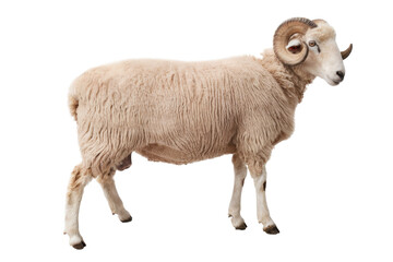 Ram with Curled Horns on White Background