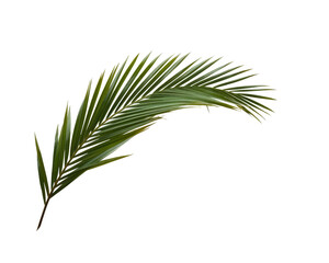 palm leaf, isolated on white background.