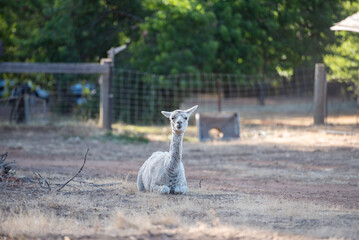 Obraz premium Llama resting sitting down in field