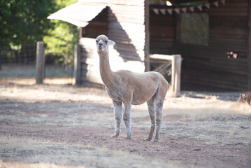 Obraz premium Llama eating grass in farm field