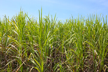 Obraz premium Rows of tall sugarcane with purple stalks and long green leaves.