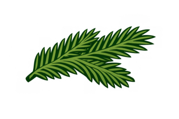 Green conifer branch with needles and evergreen foliage, creating a botanical forest element, transparent background