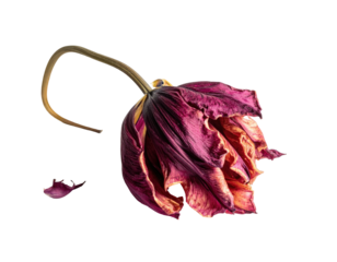 Faded red tulip head droops, petal fallen off