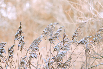 close-up of a frosted reed. Nature Winter Background. Frost day of winter. High quality photo