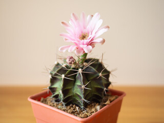 Gymnocalycium cactus plant pink flower desert succulent green tree pot garden houseplant lifestyle nature beautiful floral summer tropical botanical growth thorn decoration background selected focus
