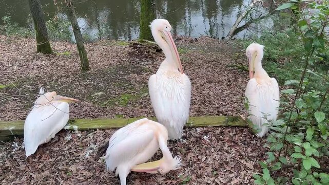 Gruppo di pellicani accanto ad un laghetto