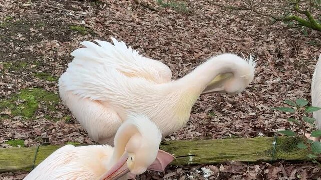 Due pellicani nel giardino zoologico