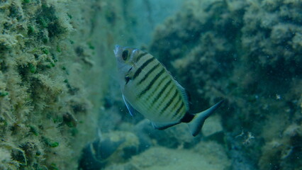 Sharp snout bream or sheepshead sea bream (Diplodus puntazzo) undersea, Ligurian Sea, Italy, Imperia